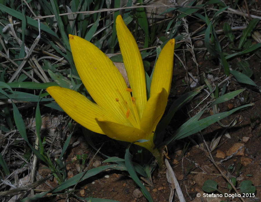 Colchicum tuviae & Sterbergia clusiana (Israele / West Bank)